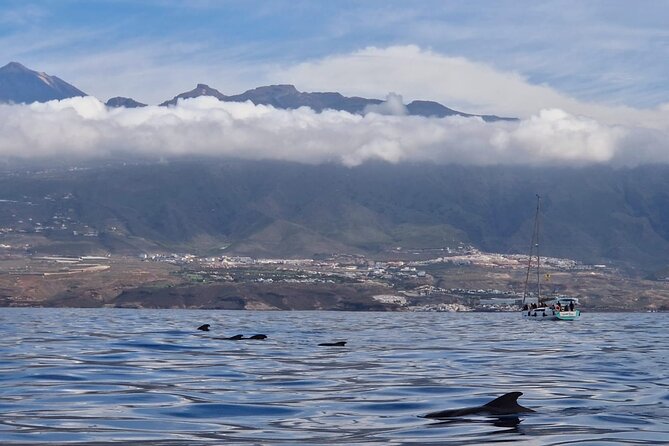Tenerife Whale Watching and Snorkeling Private Yacht Trip - Booking and Reservation Process
