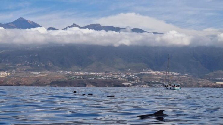Tenerife: Whale Watching and Snorkeling Yacht Trip - Good To Know