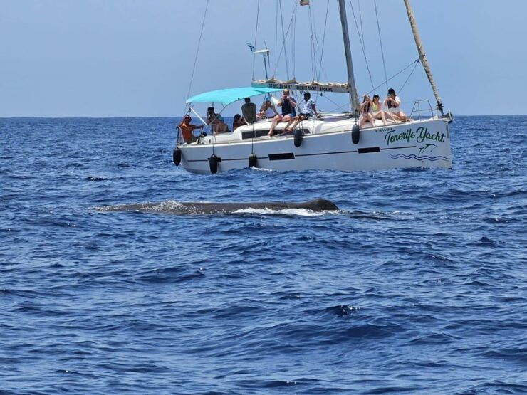 Tenerife: Whale Watching and Snorkeling Yacht Trip - Trip Details