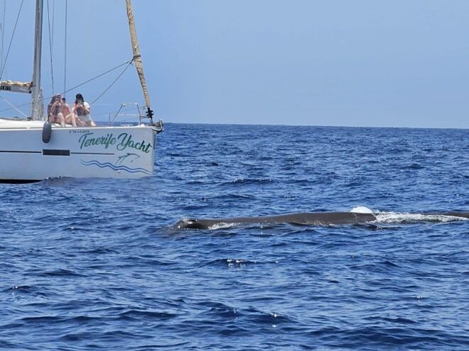 Tenerife: Whale Watching and Snorkeling Yacht Trip - Frequently Asked Questions