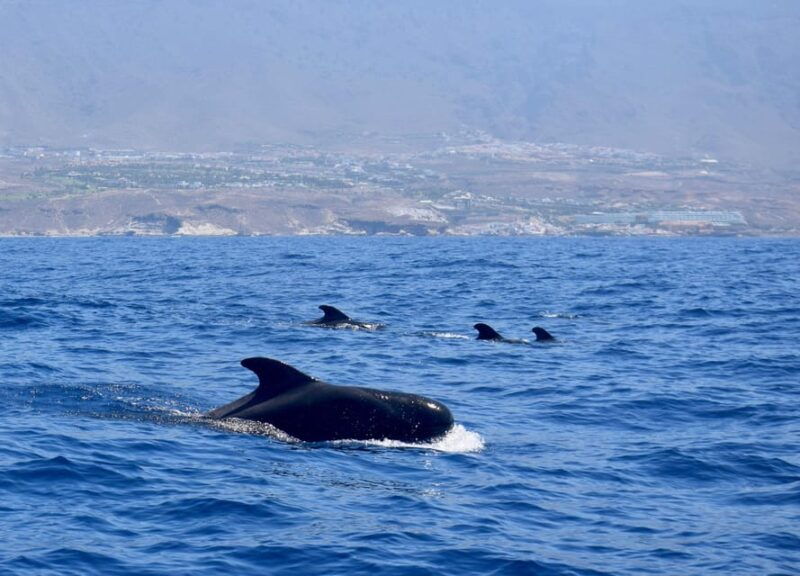 Tenerife Whale Watching and Snorkeling Yacht Trip - Detailed Itinerary