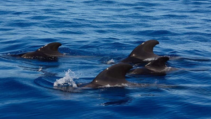 Tenerife Whale Watching and Snorkeling Yacht Trip - Who Should Consider This Tour?