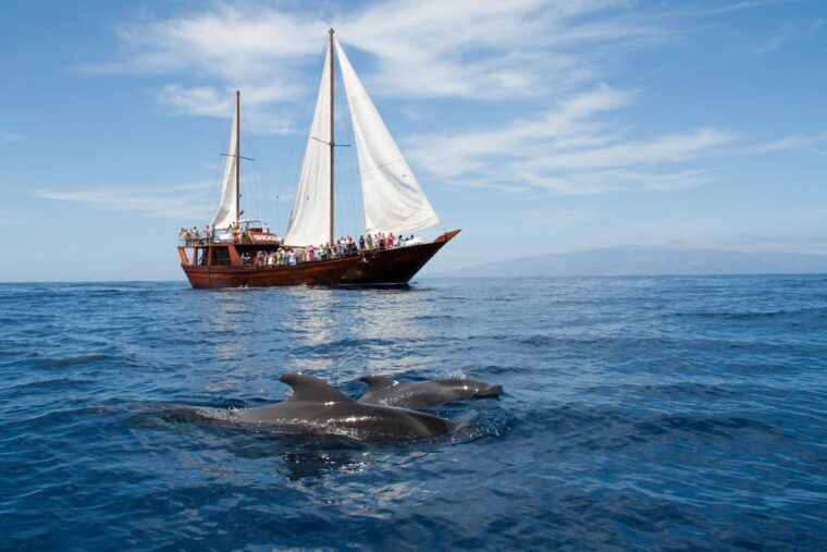 Tenerife:Respectful Whale Watching, Pirate Ship, & Swim - Witness the Majestic Marine Life