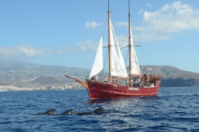 Tenerife:Respectful Whale Watching, Pirate Ship, & Swim - Capture Unforgettable Memories With Whale Sightings