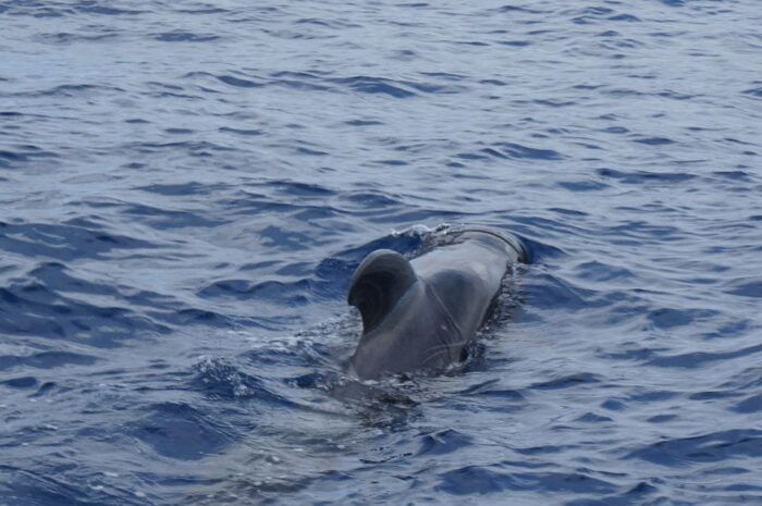 Tenerife:Respectful Whale Watching, Pirate Ship, & Swim - Frequently Asked Questions