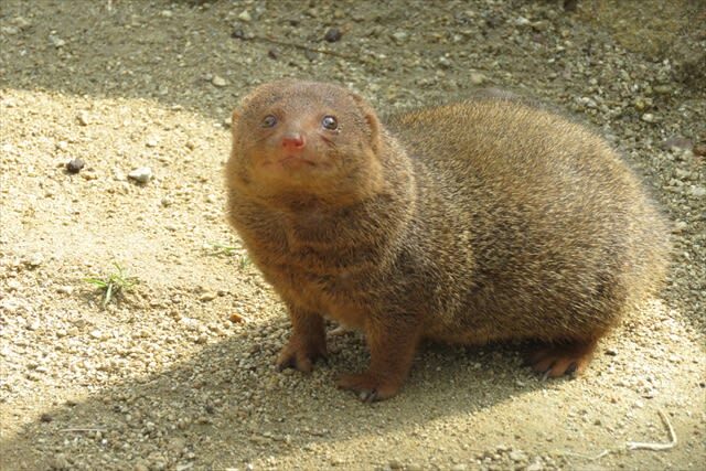 Tennoji Zoo Ticket in Osaka - A small zoo in the middle of Osaka