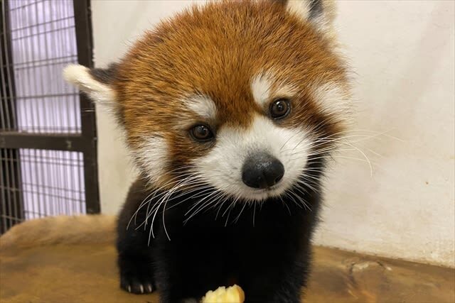 Tennoji Zoo Ticket in Osaka - A sensible two-hour route