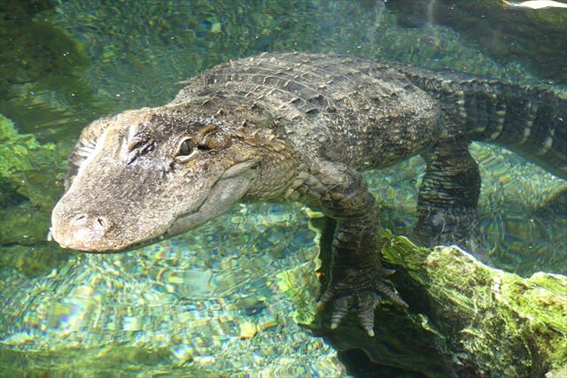 Tennoji Zoo Ticket in Osaka - Animal welfare and what to expect