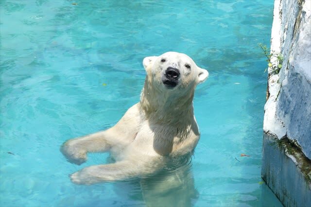 Tennoji Zoo Ticket in Osaka - Getting there and timing your visit