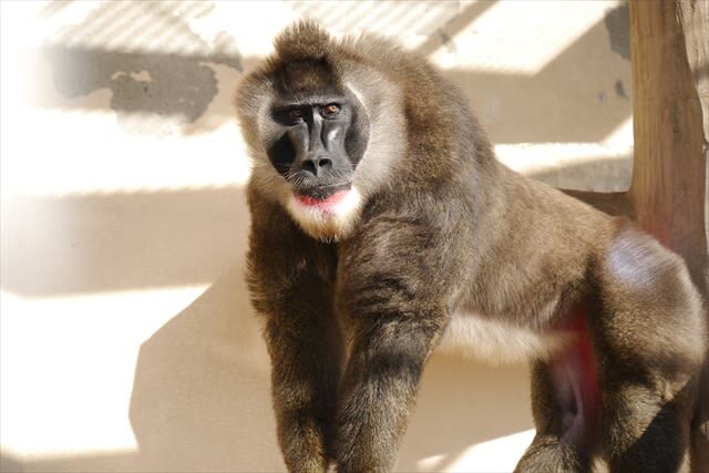 Tennoji Zoo Ticket in Osaka - Who will enjoy Tennoji Zoo most?