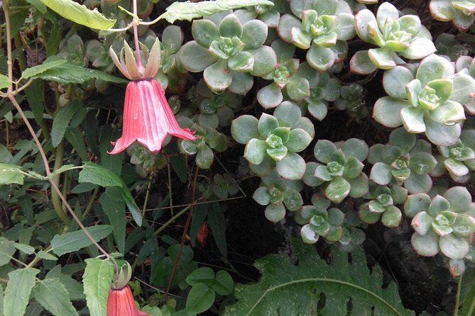 Teno Rural Park Private Hiking Tour - Tenerife - Tour Details