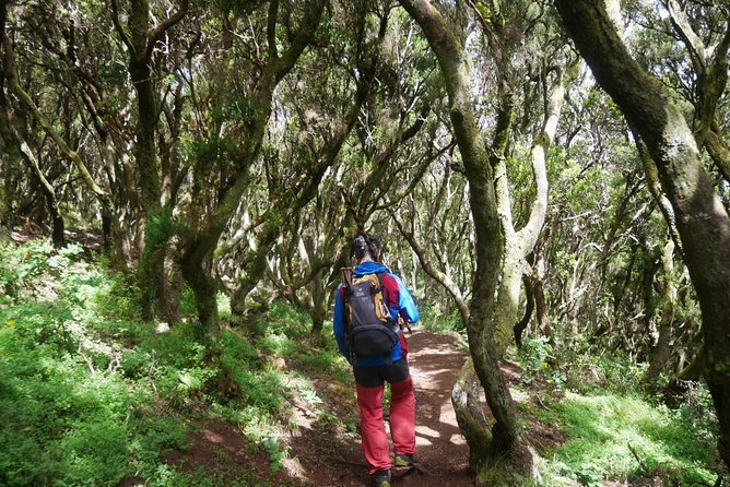 Teno Rural Park Private Hiking Tour - Tenerife - The Sum Up