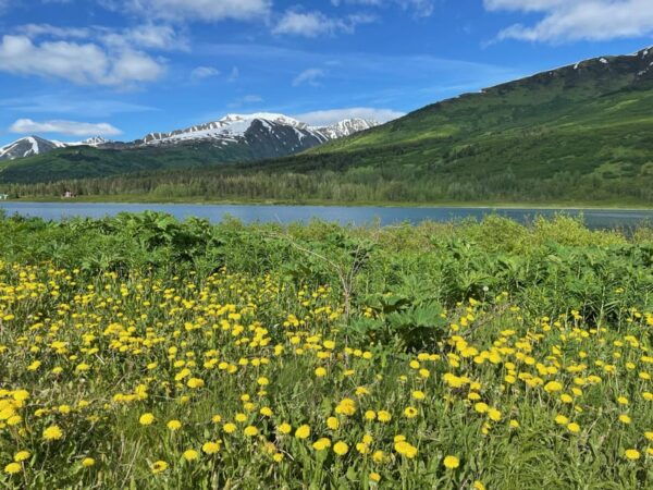 Tent City Anchorage and Wonderful Surroundings - Transportation and Pickup