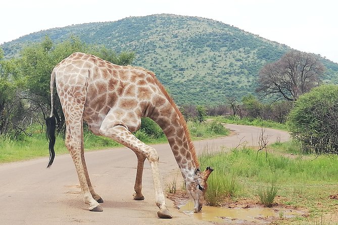 Tented 3-Days Kruger Park Safari From Johannesburg - Overview and Inclusions