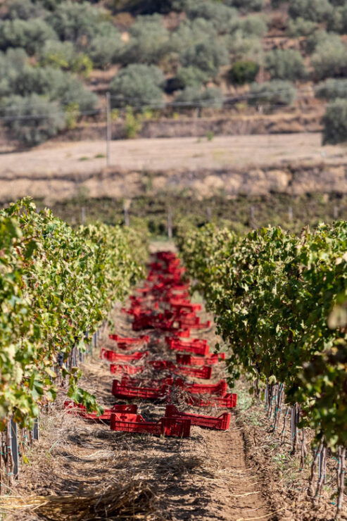 Tenuta Valle Delle Ferle: Wine & Food Tasting in Caltagirone - Good To Know