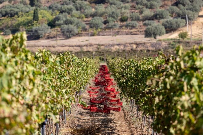 Tenuta Valle Delle Ferle: Wine & Food Tasting in Caltagirone - Vineyard Walk and Winery Tour