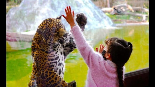 Teotihuacan: Entrance to Animal Kingdom Park; Adventure & Nature - Educational Programs and Guided Visits