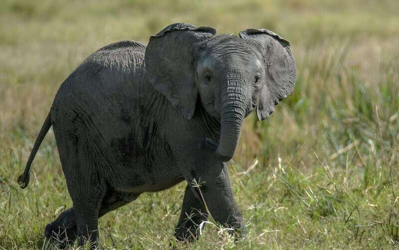 Teotihuacan Safari: Old Ruins and Interact with Animals - Good To Know