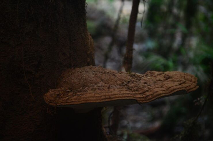 Tepuhueico Park: Introduce Yourself to Chiloé. - Experience Highlights