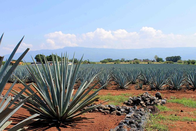 Tequila Distillery Experience, Jose Cuervo & Tequila Magic Town - Tour Details and Pricing