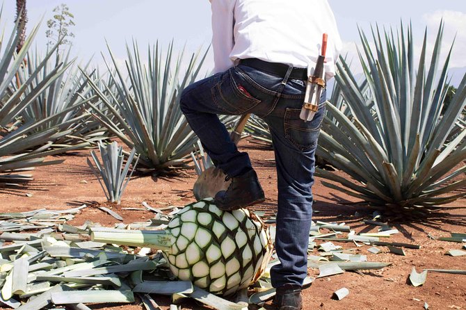 Tequila Distillery Experience, Jose Cuervo & Tequila Magic Town - Notable Points