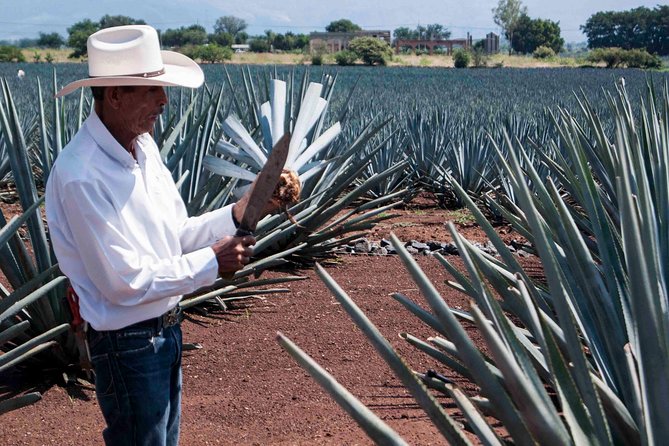 Tequila Distillery Experience, Jose Cuervo & Tequila Magic Town - The Sum Up