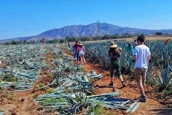 Tequila Half-Day Small-Group Tour From Puerto Vallarta  - Guadalajara - Overview and Activities