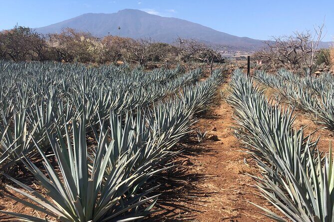 Tequila Jalisco Full Day Tour from Puerto Vallarta - Detailed Itinerary Breakdown  
