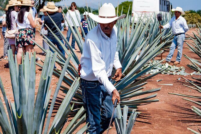 Tequila José Cuervo Tasting Guided Tour from Puerto Vallarta - Good To Know