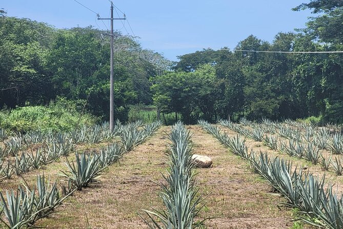 Tequila Tasting and Tour at Puerto Vallarta Distillery - Immerse Yourself in the Flavors of Mexico