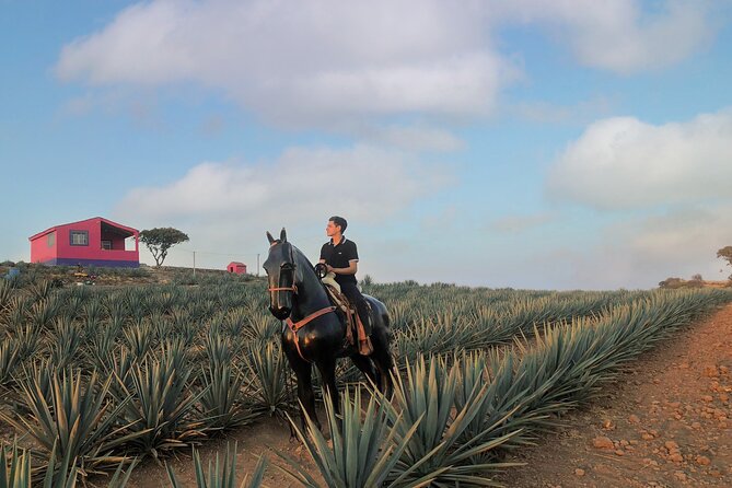 Tequila Tour With Tasting. - Tequila Tasting Tips and Techniques