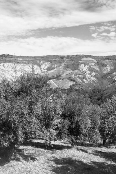 Teramo: Private Oil Mill Tour and Guided Tasting - Olive Oil Production Process