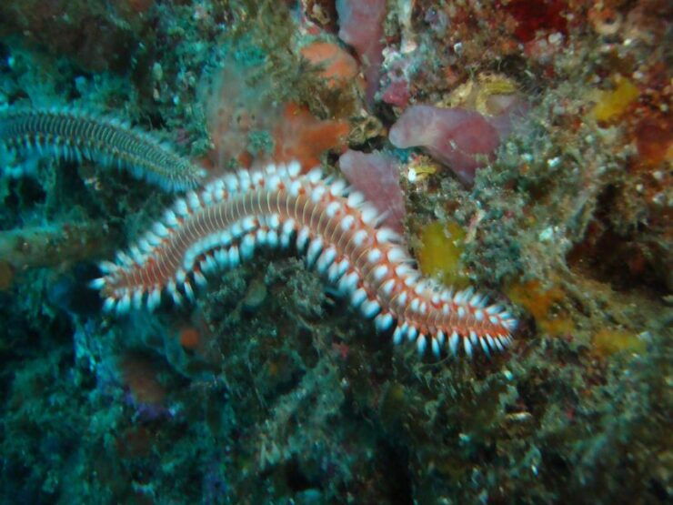 Terceira: Angra Do Heroísmo Scuba Diving Tour With 2 Dives - Tour Overview