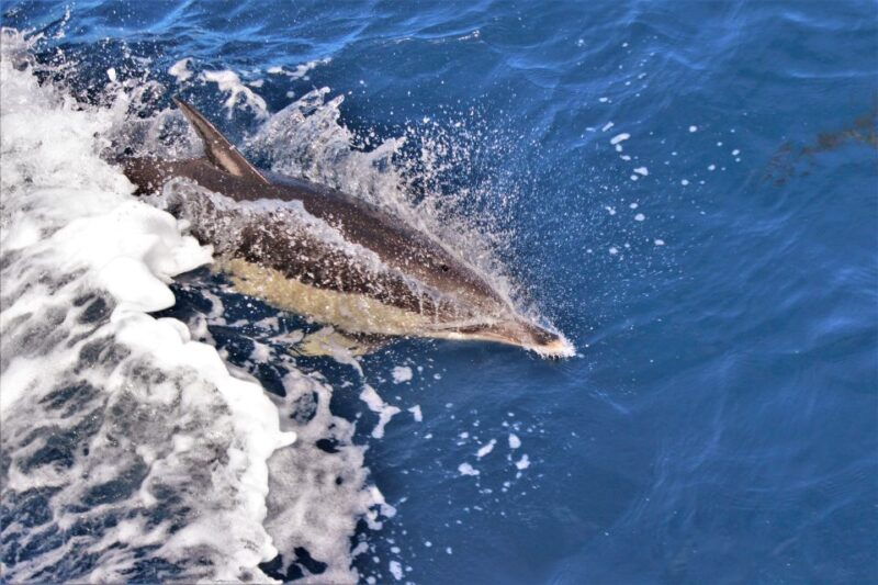 Terceira: Boat Tour and Swimming with Dolphins - Real Experiences and Insights