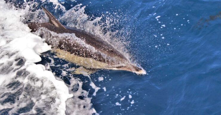 Terceira: Boat Tour and Swimming With Dolphins - Activity Details