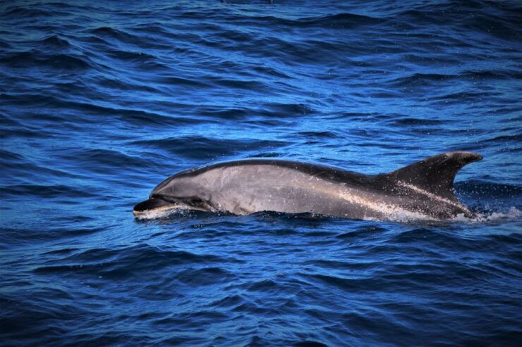 Terceira: Boat Tour and Swimming With Dolphins - Experience Highlights