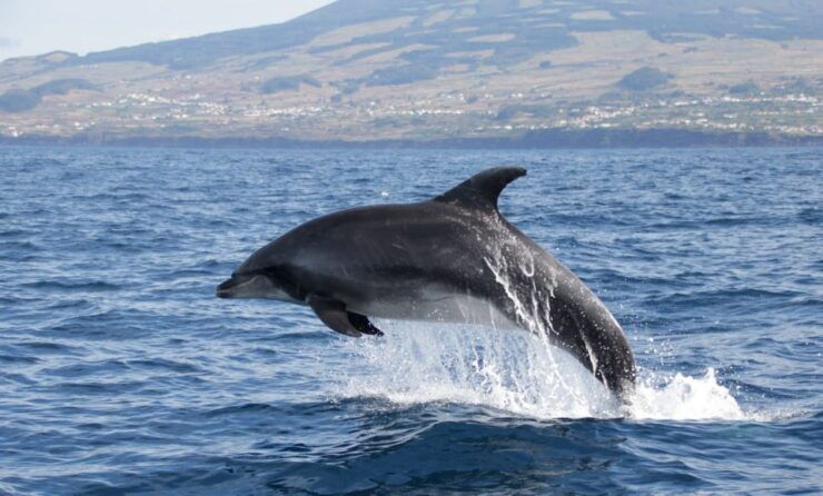 Terceira: Half-Day Dolphin and Whale Watching Tour - Experience