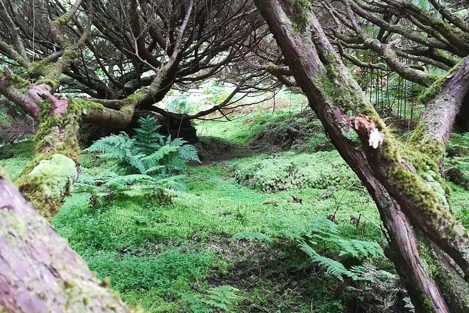 Terceira Island Half Day Pure Air Hiking Trails - Pickup Information