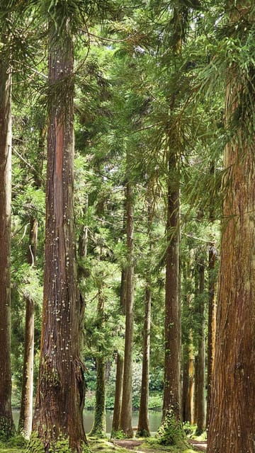 Terceira Island : Half-Day Van Tour to the Caves - Who Will Love This Tour?