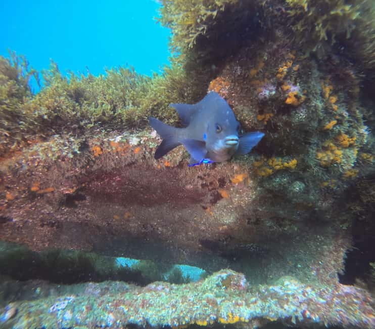 Terceira Island: Snorkeling Adventure - An Authentic Azorean Marine Experience