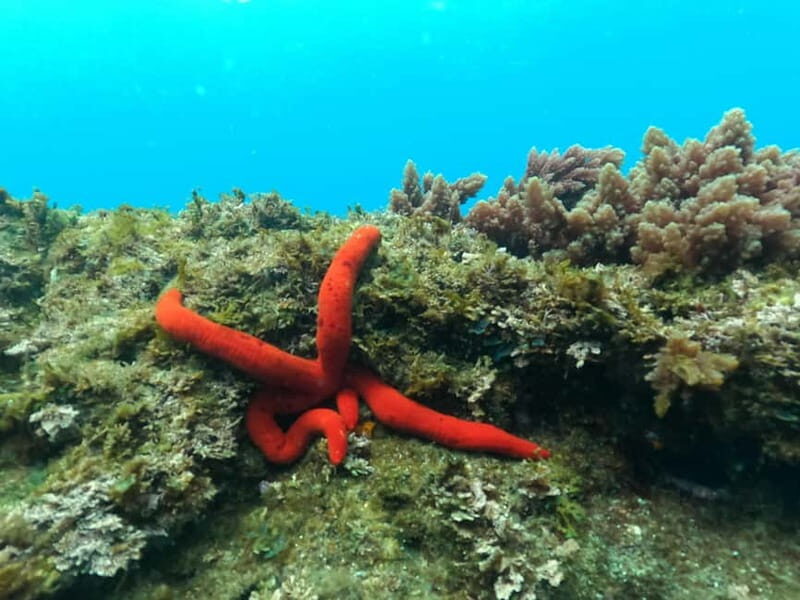 Terceira Island: Snorkeling Adventure - The Small Group Advantage