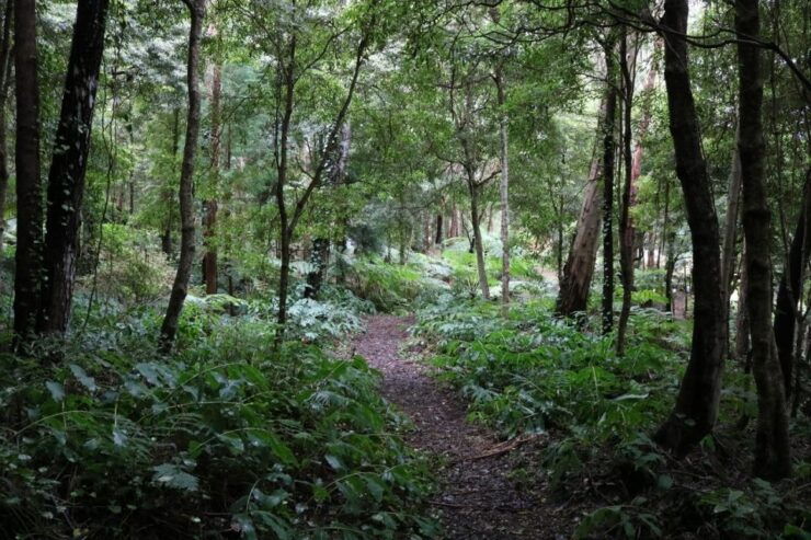 Terceira Island: Walking Trails Hiking Tour - Experience Highlights