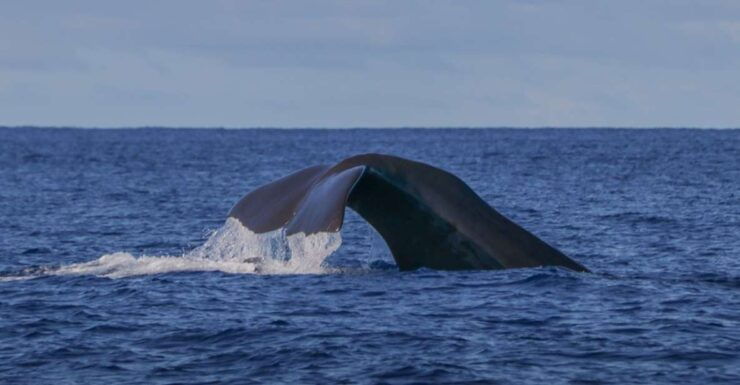 Terceira Island : Whale and Dolphin Watching Boat Excursion - Good To Know