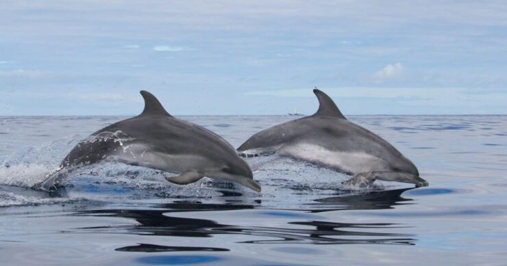 Terceira Island : Whale and Dolphin Watching Boat Excursion - Activity Details
