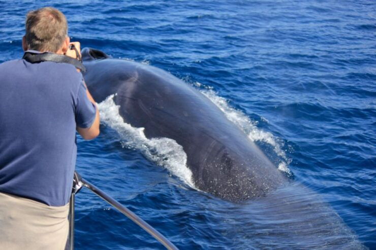 Terceira Island : Whale and Dolphin Watching Boat Excursion - Booking Information