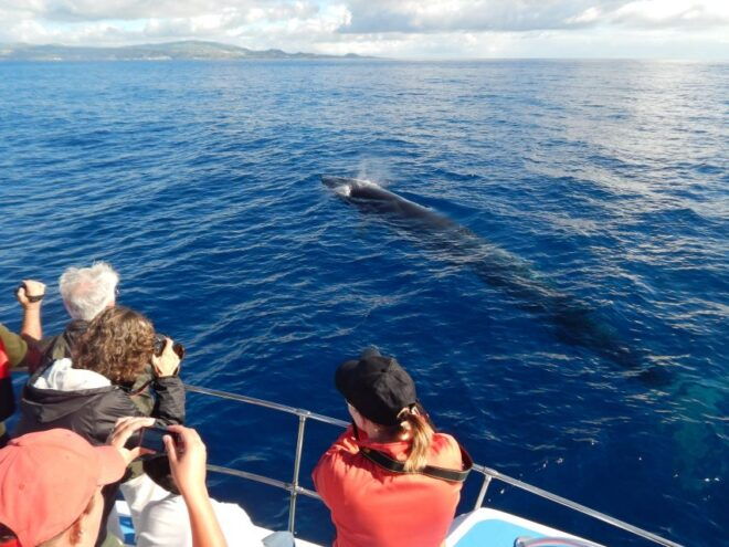 Terceira Island : Whale and Dolphin Watching Boat Excursion - Additional Information