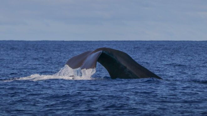 Terceira Island : Whale and Dolphin Watching Boat Excursion - Responsible Conduct Guidelines