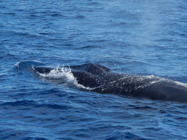 Terceira Island : Whale and Dolphin Watching Boat Excursion - Important Information for Participants
