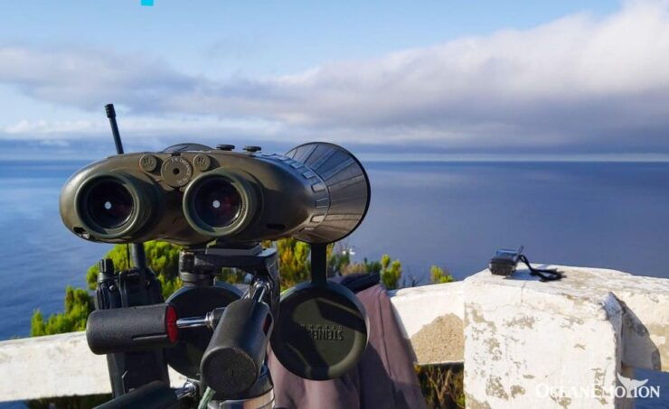 Terceira Island : Whale and Dolphin Watching Boat Excursion - Activity Details