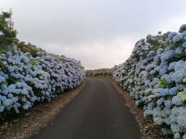 Terceira - Private Group - Full Day Guided Bus Tour - The Sum Up